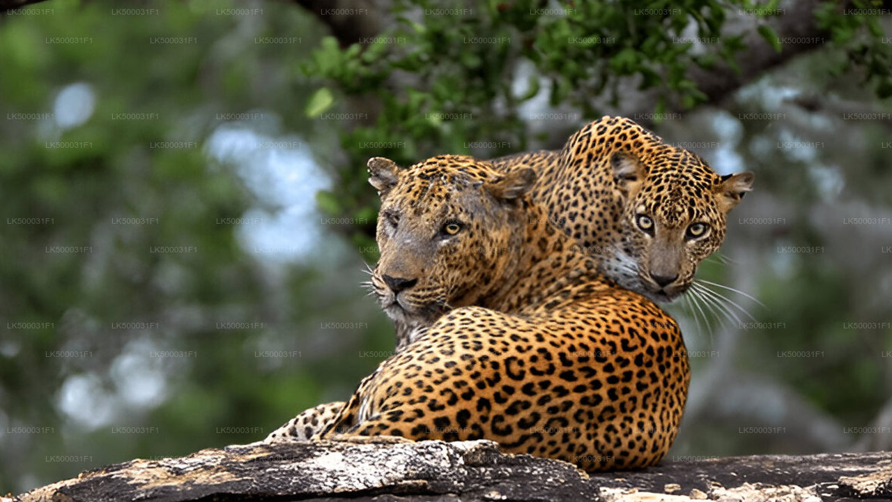 Private Tour von Ella nach Unawatuna mit Yala-Safari
