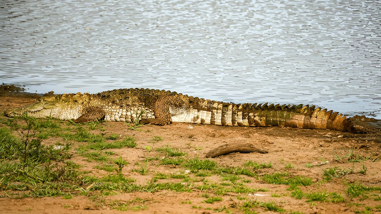 Private Tour von Tangalle nach Ella mit Udawalawe Safari