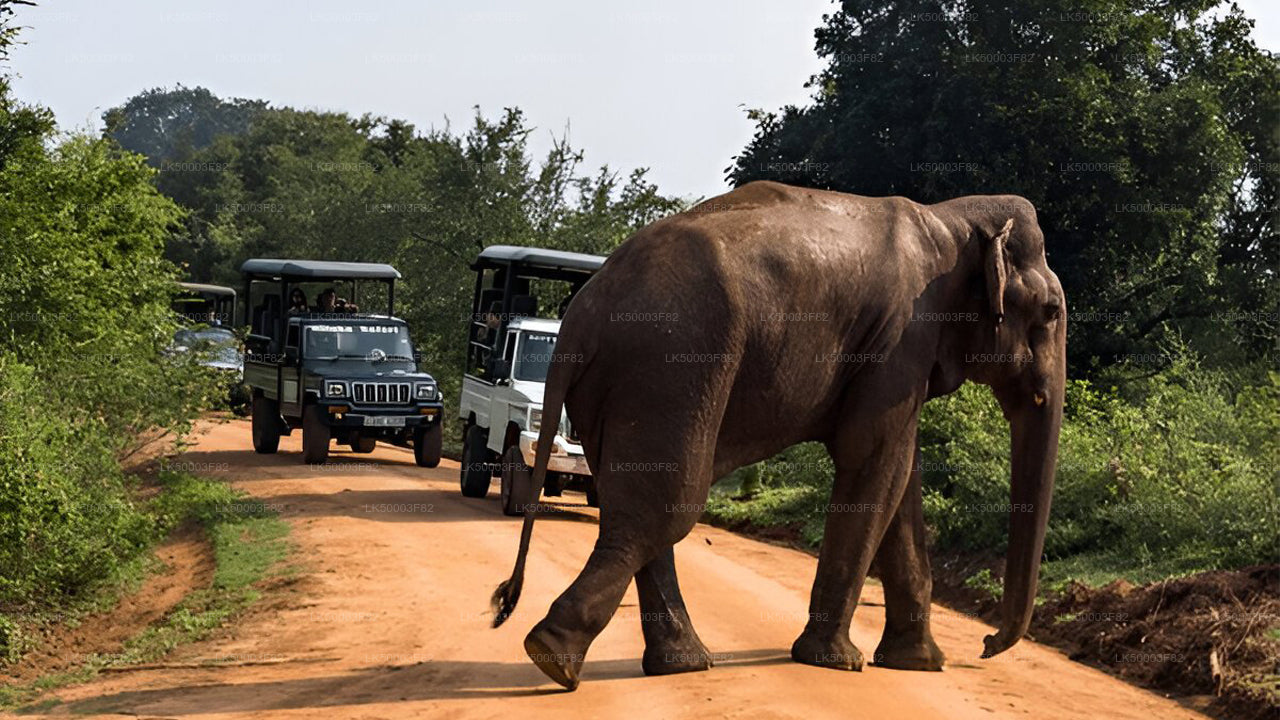 Private Tour von Tangalle nach Ella mit Udawalawe Safari