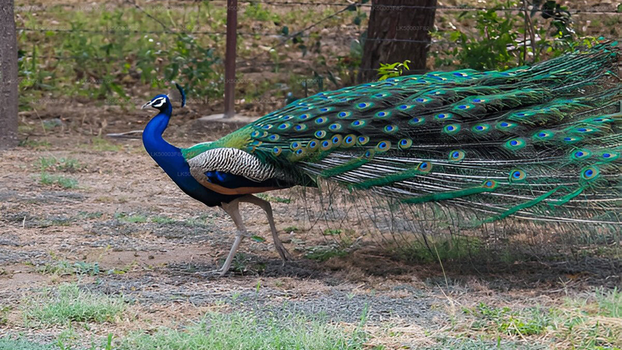 Private Tour von Tangalle nach Ella mit Udawalawe Safari