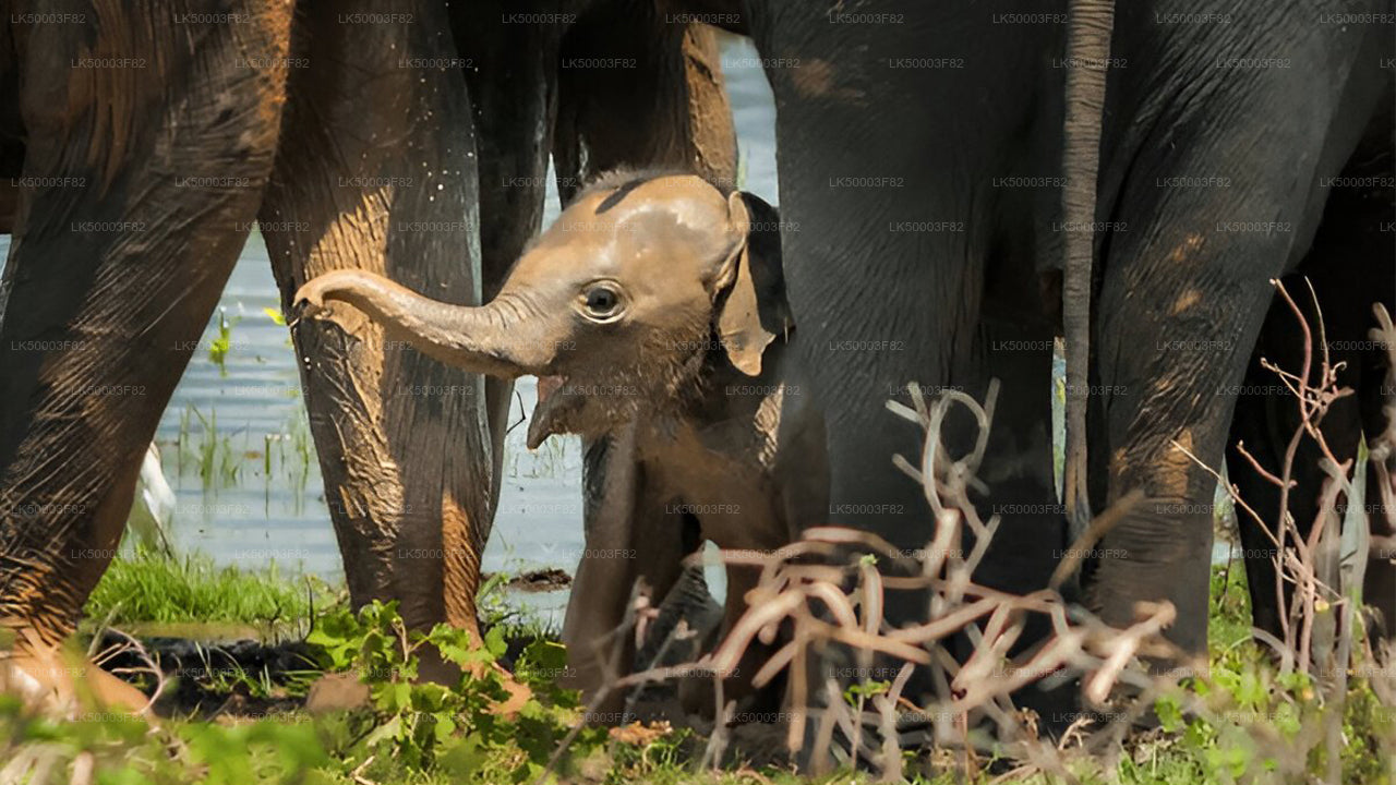 Private Tour von Tangalle nach Ella mit Udawalawe Safari