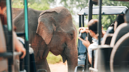 Private Tour von Tangalle nach Ella mit Udawalawe Safari