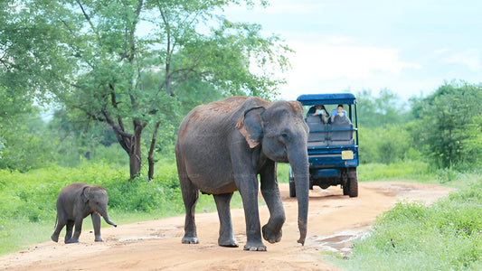 Private Tour von Ella nach Weligama mit Udawalawe-Safari