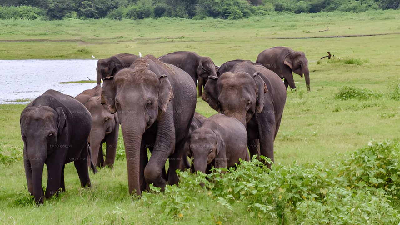 Private Tour von Hiriketiya nach Ella mit Udawalawe-Safari