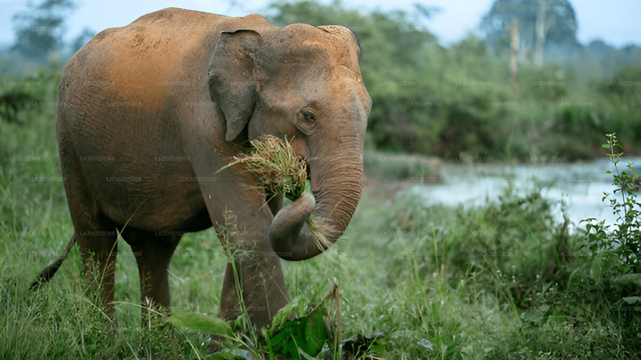 Private Tour von Hiriketiya nach Ella mit Udawalawe-Safari