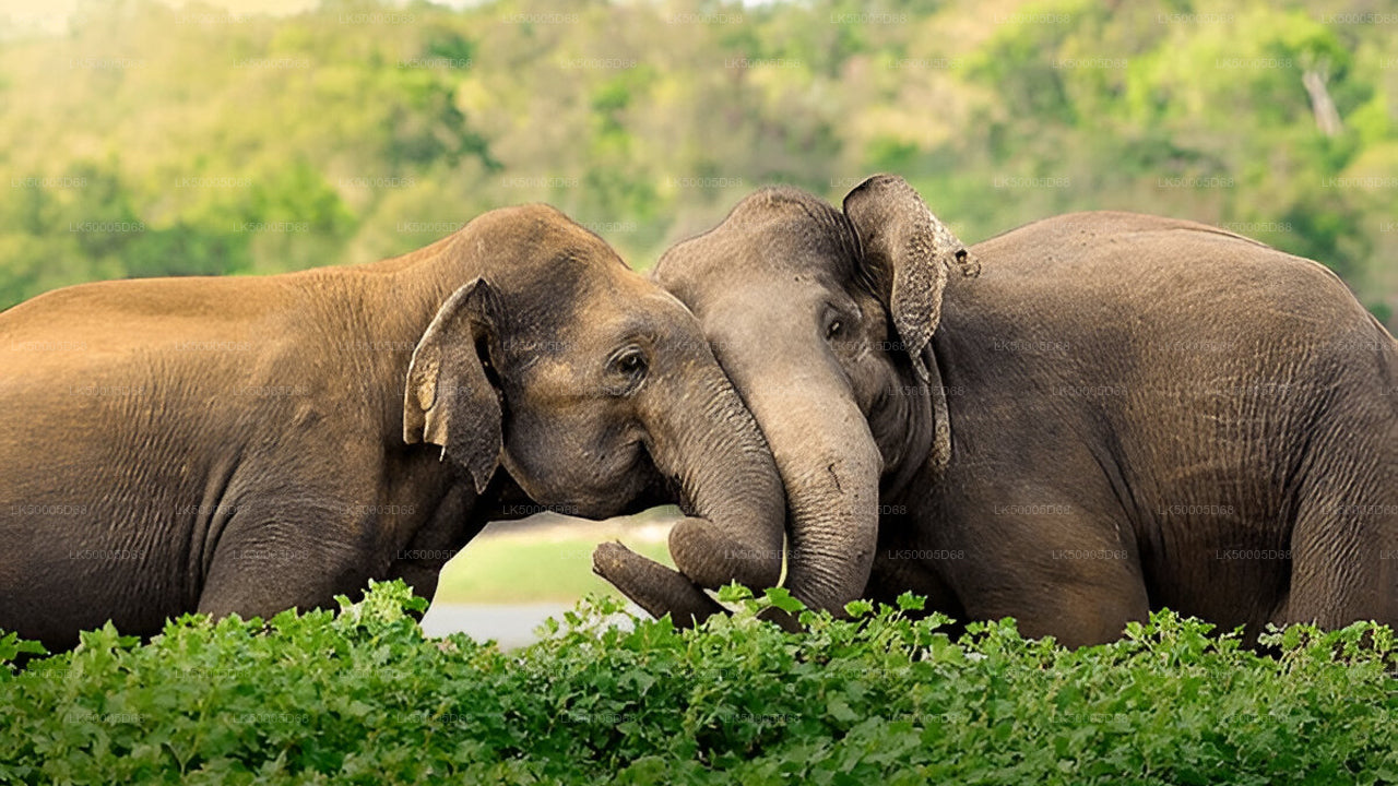 Private Tour von Hiriketiya nach Ella mit Udawalawe-Safari