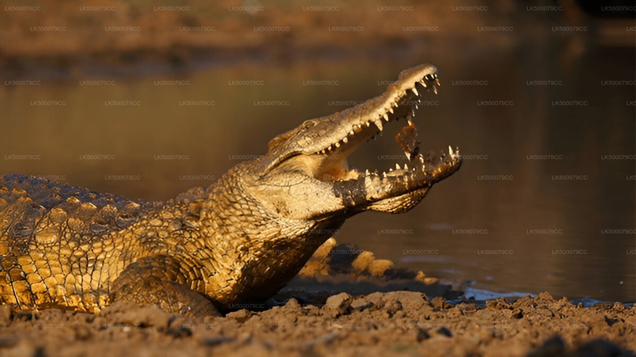 Private Tour von Ella nach Tangalle mit Yala-Safari