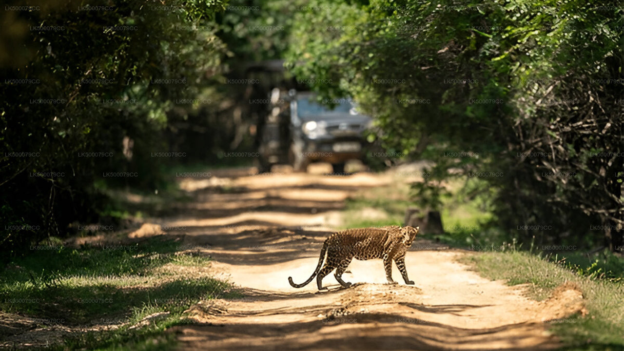 Private Tour von Ella nach Tangalle mit Yala-Safari