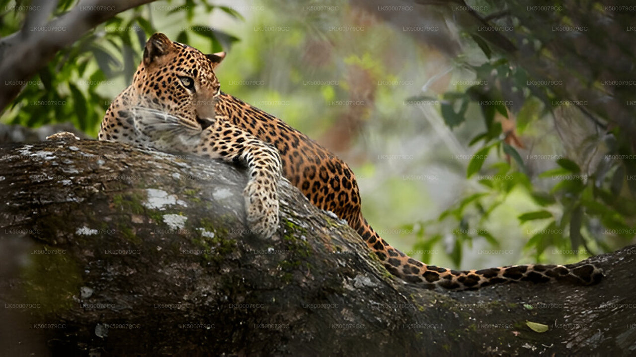 Private Tour von Ella nach Tangalle mit Yala-Safari