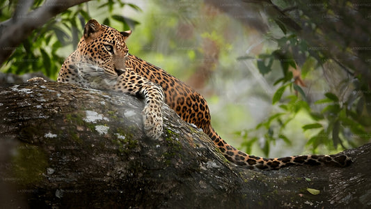 Private Tour von Ella nach Tangalle mit Yala-Safari