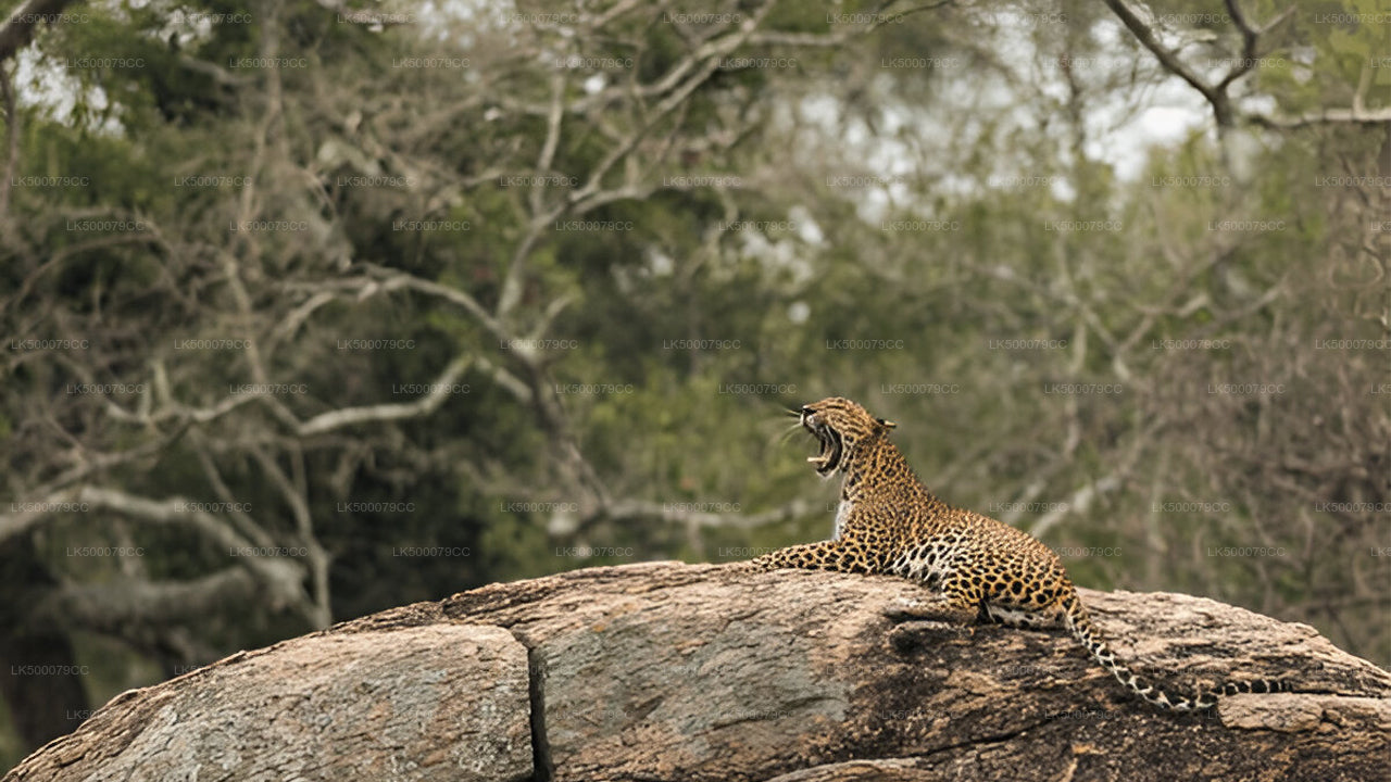 Private Tour von Ella nach Tangalle mit Yala-Safari