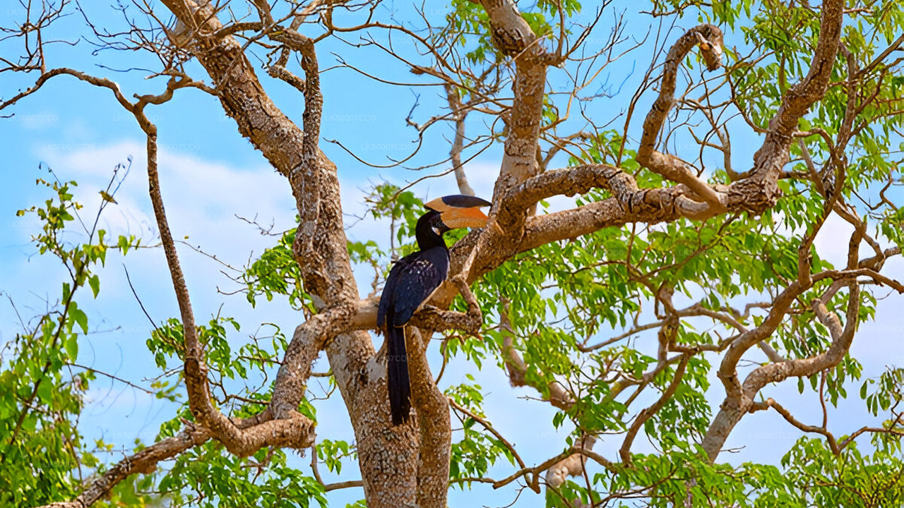 Private Tour von Tangalle nach Ella mit Yala-Safari