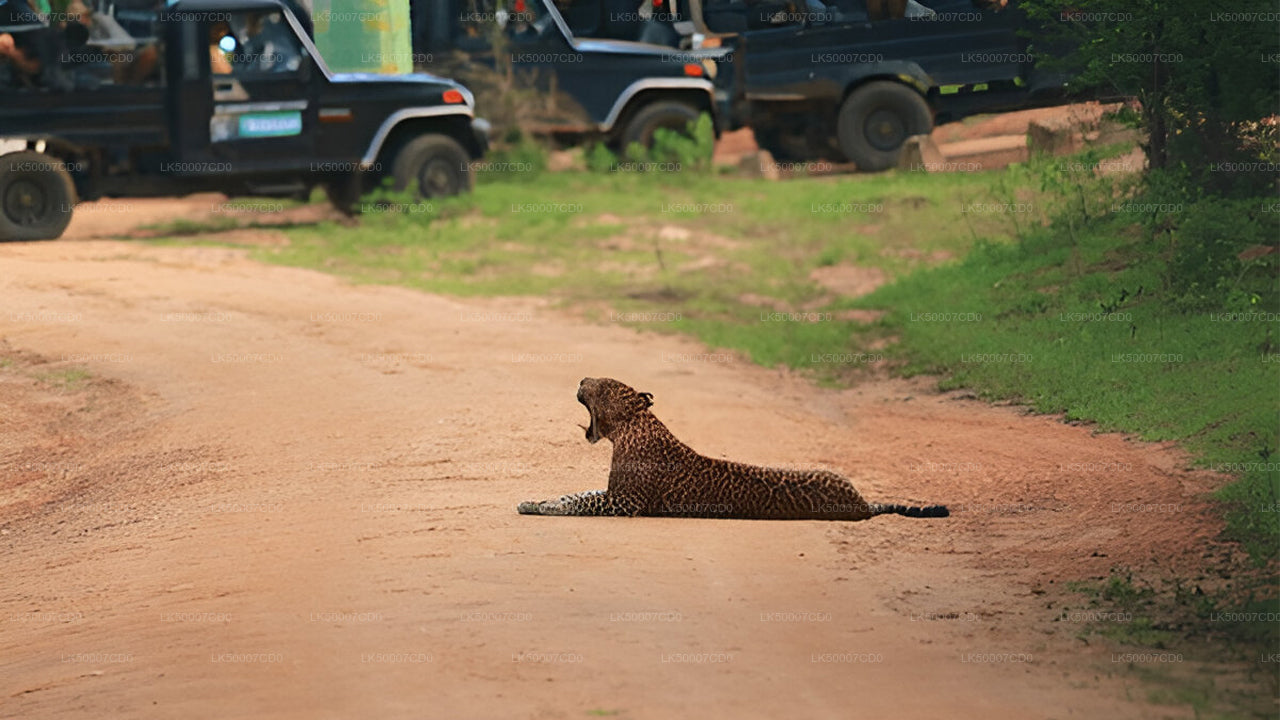Private Tour von Tangalle nach Ella mit Yala-Safari