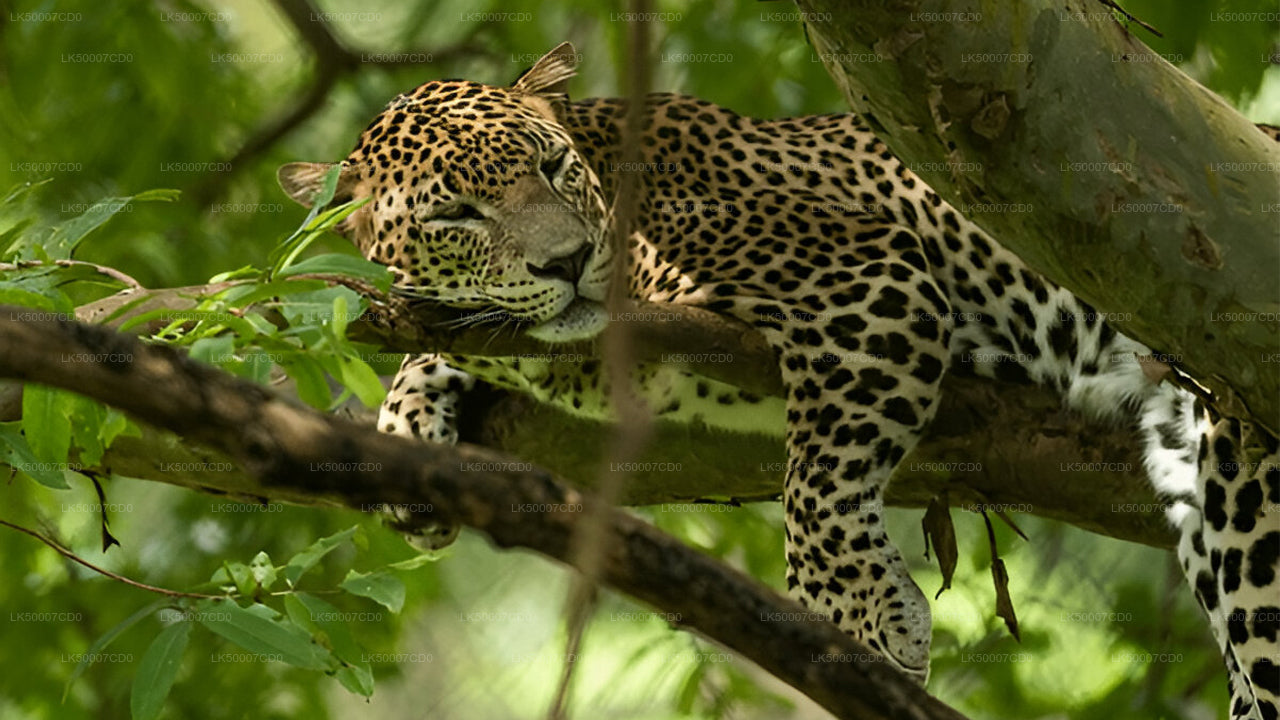 Private Tour von Tangalle nach Ella mit Yala-Safari