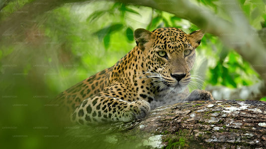 Private Tour von Tangalle nach Ella mit Yala-Safari