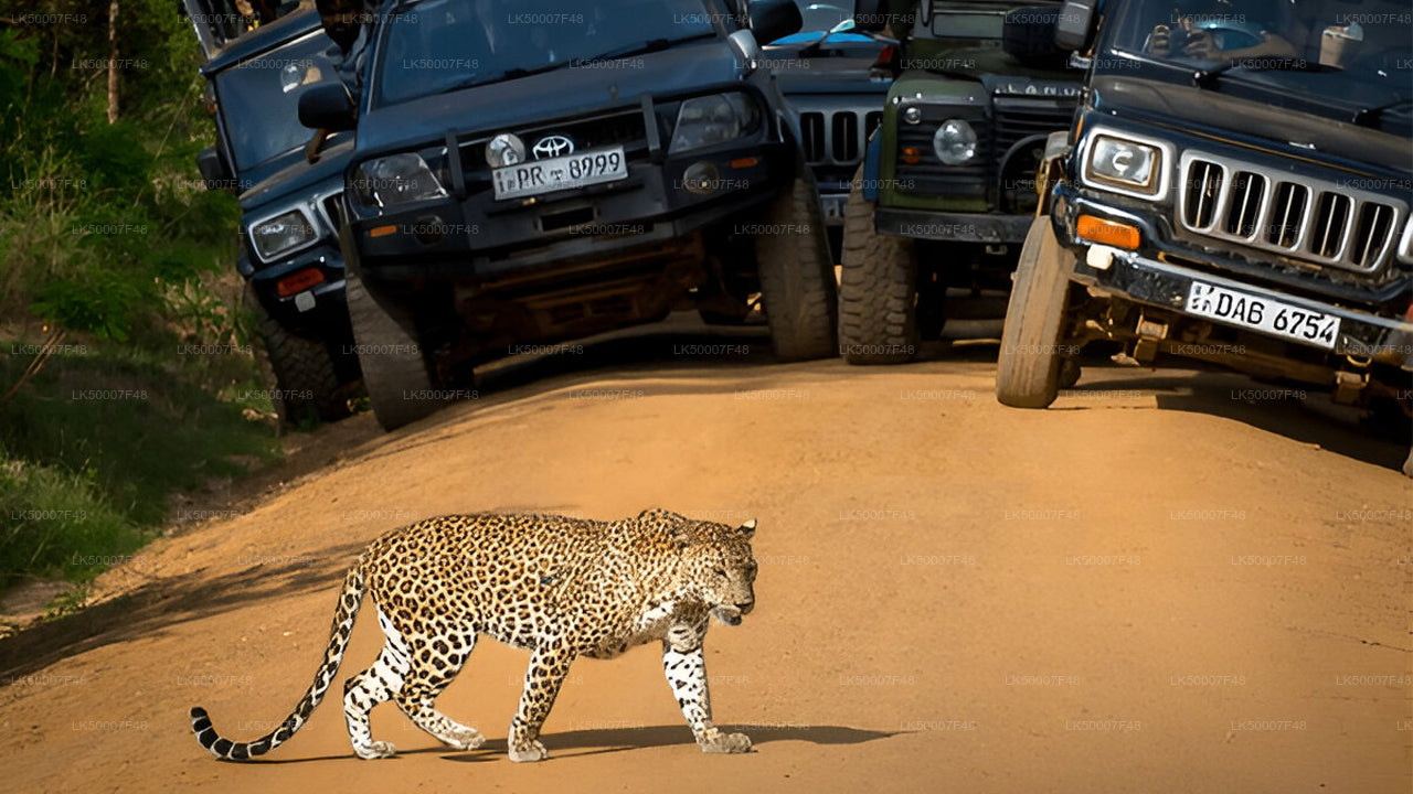 Private Tour von Mirissa nach Ella mit Yala-Safari