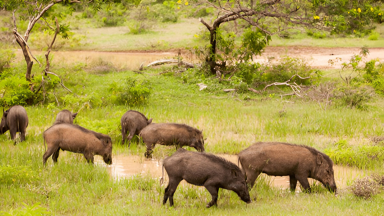 Private Tour von Mirissa nach Ella mit Yala-Safari