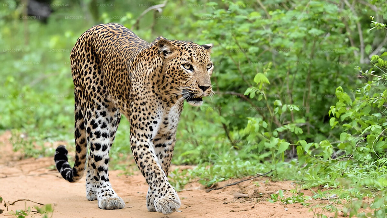 Private Tour von Mirissa nach Ella mit Yala-Safari
