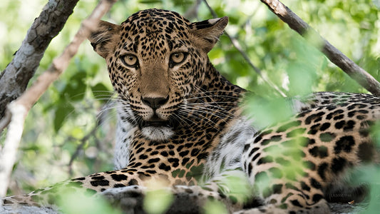 Private Tour von Mirissa nach Ella mit Yala-Safari