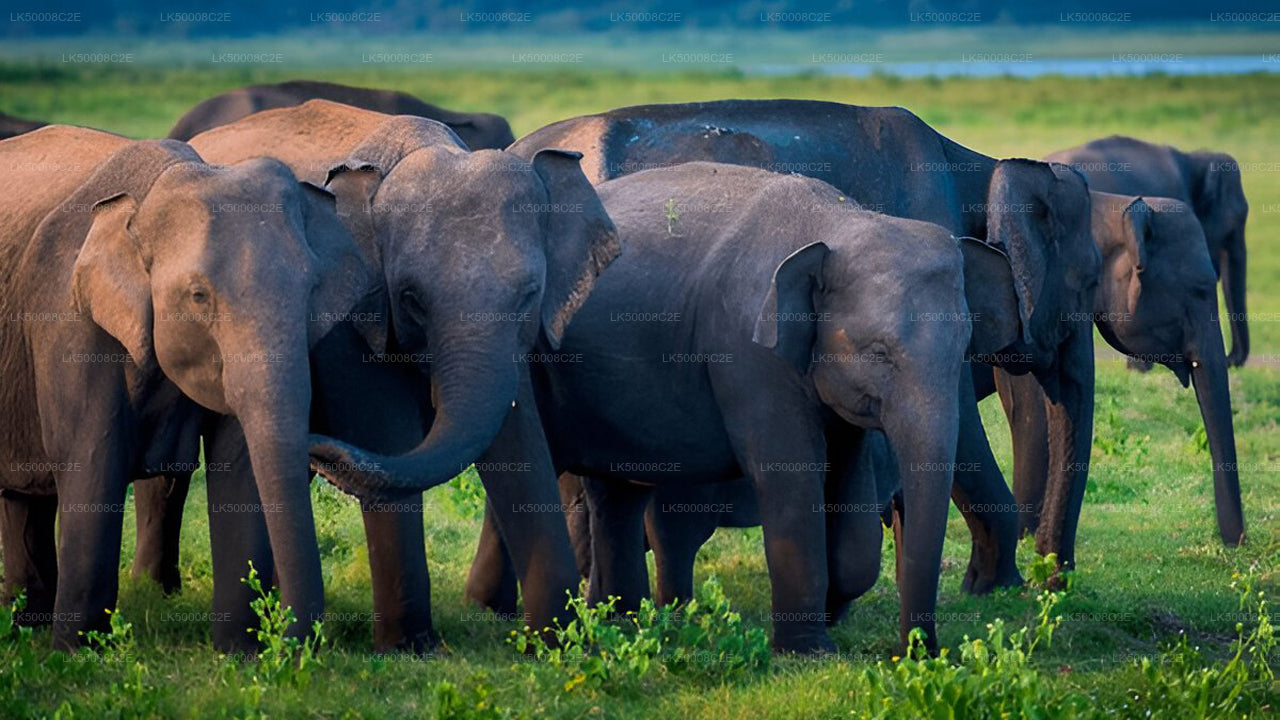 Private Tour von Ella nach Galle mit Udawalawe Safari