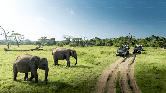 Safari im Udawalawe-Nationalpark ab Mirissa