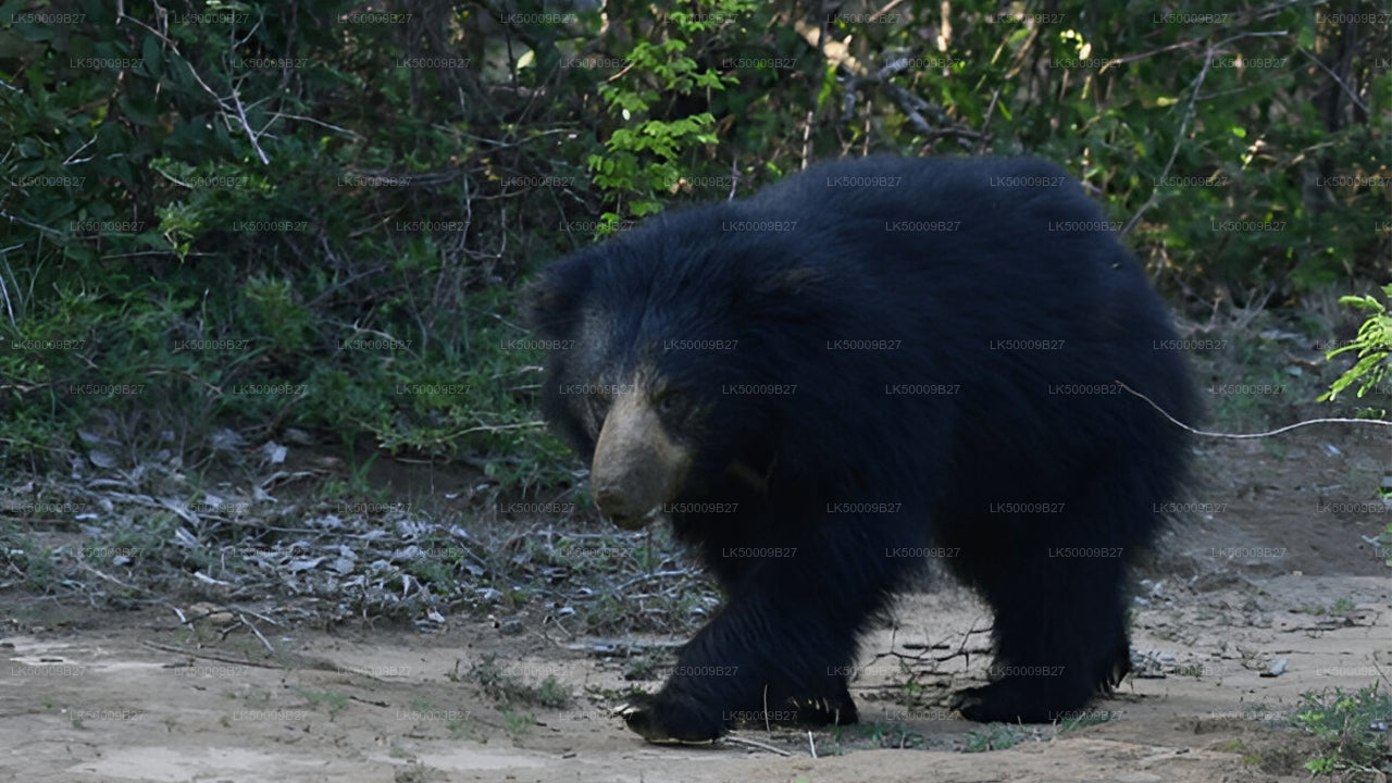 Private Tour von Weligama nach Ella mit Yala-Safari