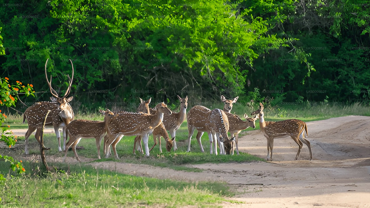 Private Tour von Weligama nach Ella mit Yala-Safari