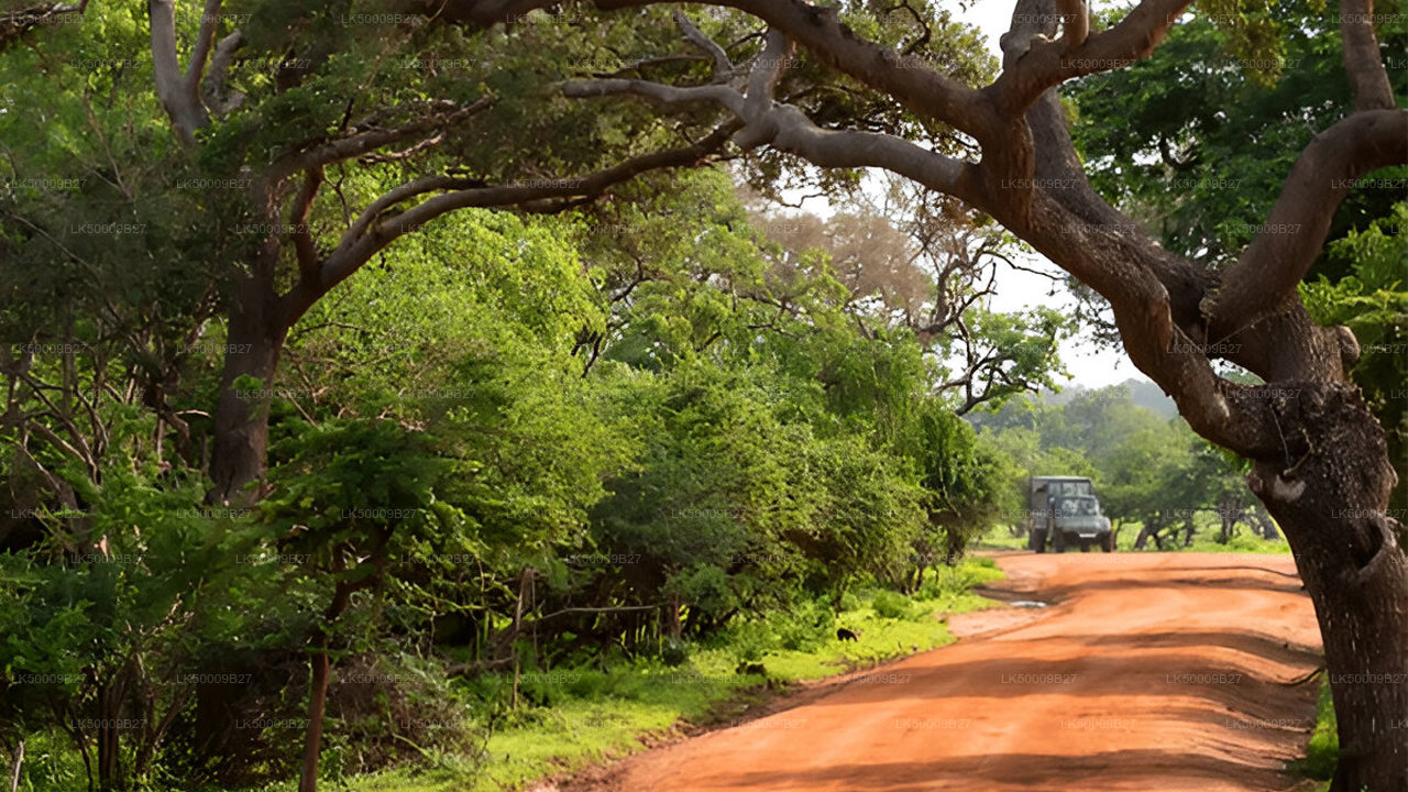 Private Tour von Weligama nach Ella mit Yala-Safari