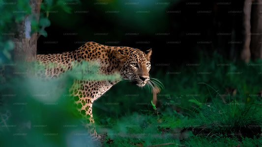 Private Tour von Weligama nach Ella mit Yala-Safari