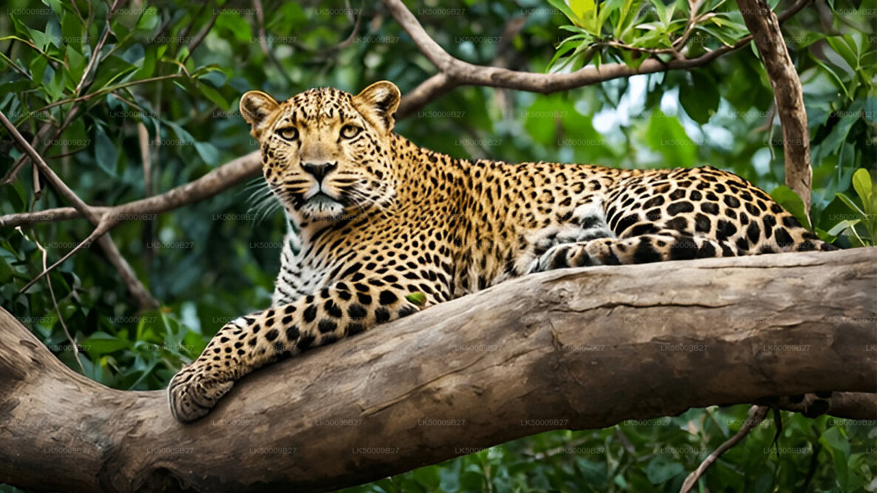 Private Tour von Weligama nach Ella mit Yala-Safari