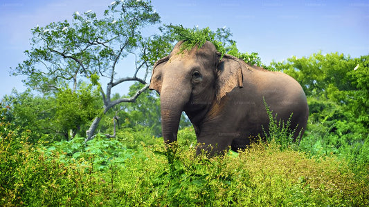 Private Tour von Unawatuna nach Ella mit Udawalawe Safari