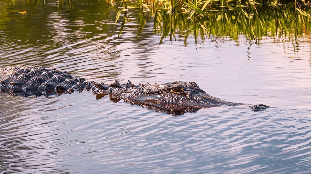 Private Tour von Unawatuna nach Ella mit Udawalawe Safari
