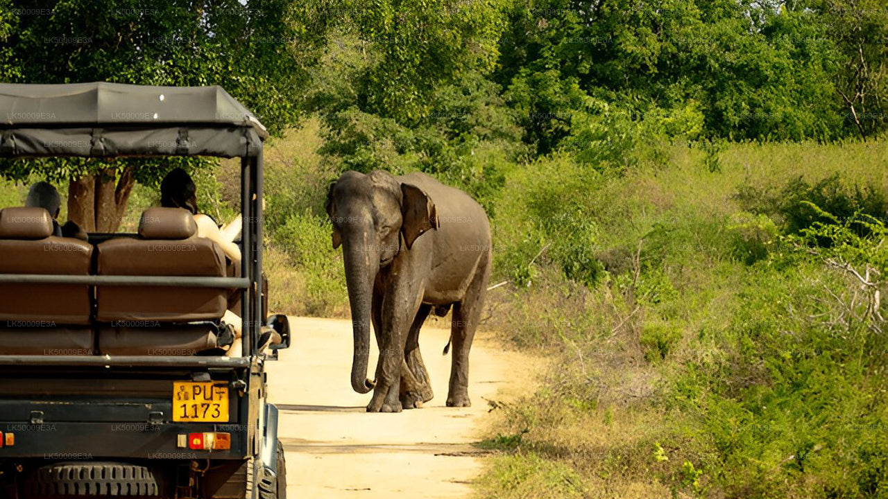 Private Tour von Unawatuna nach Ella mit Udawalawe Safari
