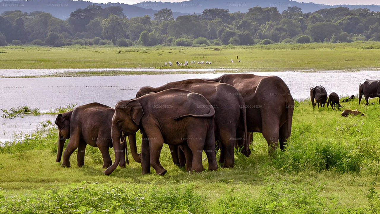 Private Tour von Unawatuna nach Ella mit Udawalawe Safari