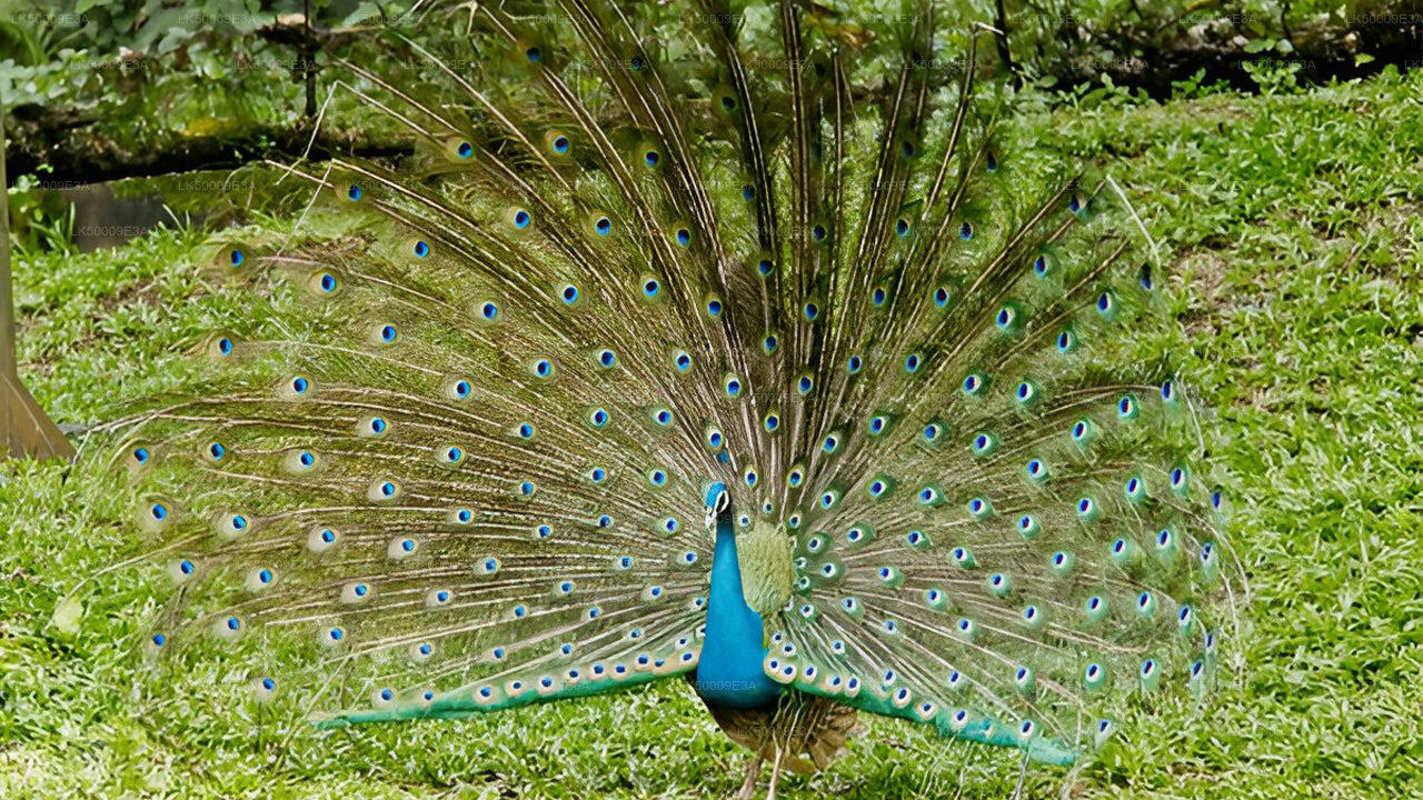 Private Tour von Unawatuna nach Ella mit Udawalawe Safari