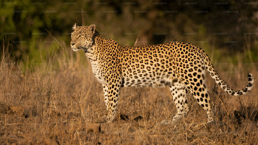 Private Tour von Ella nach Mirissa mit Yala-Safari