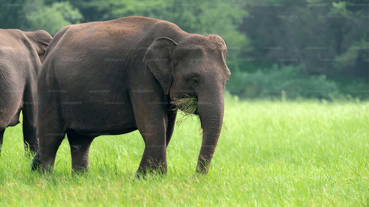 Private Tour von Nuwara Eliya nach Tangalle mit Udawalawe Safari