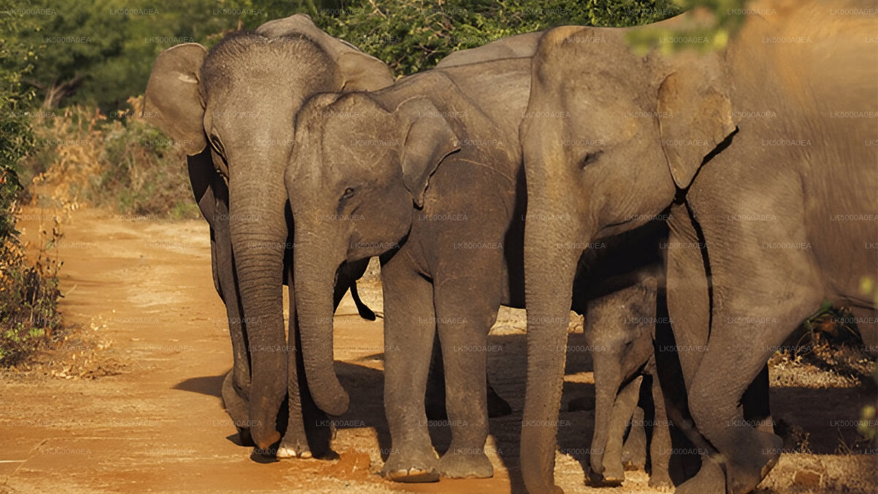 Private Tour von Nuwara Eliya nach Tangalle mit Udawalawe Safari