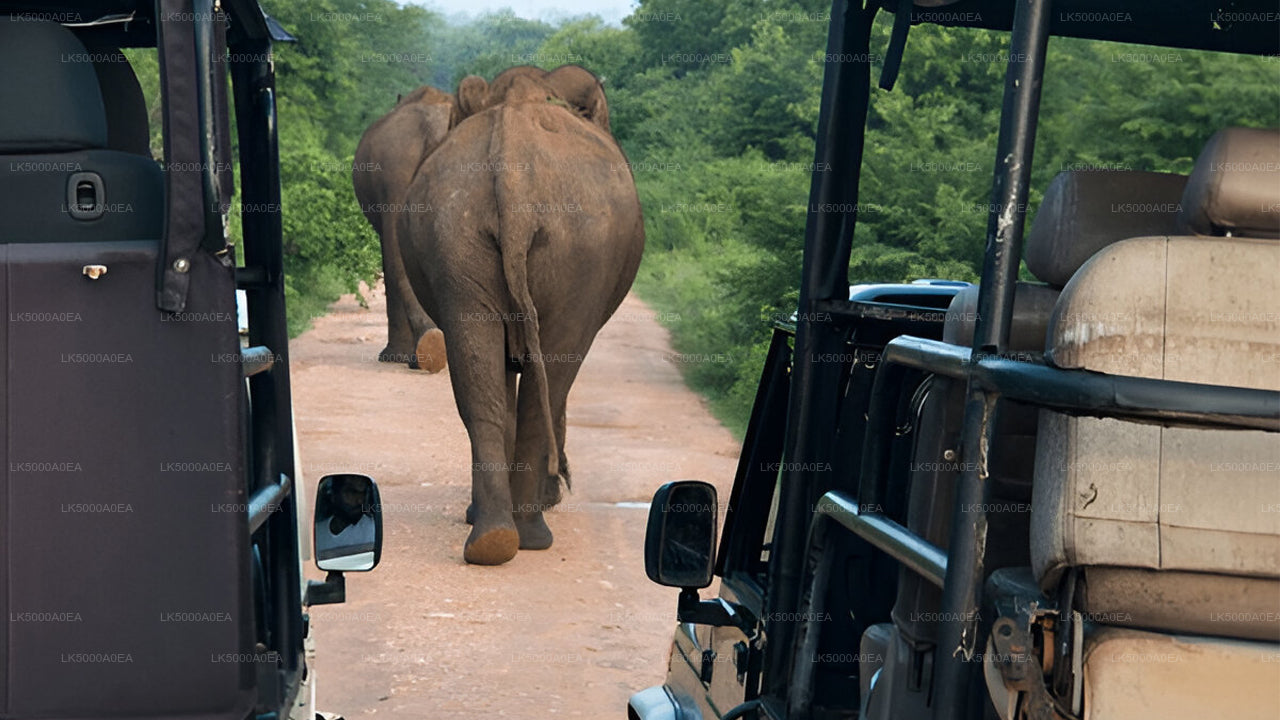 Private Tour von Nuwara Eliya nach Tangalle mit Udawalawe Safari
