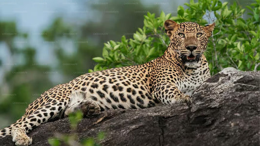 Private Safari im Wilpattu-Nationalpark