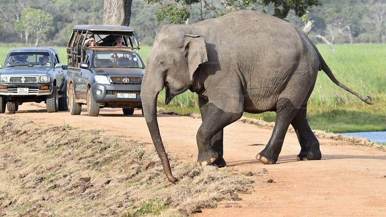 Private Safari im Wilpattu-Nationalpark