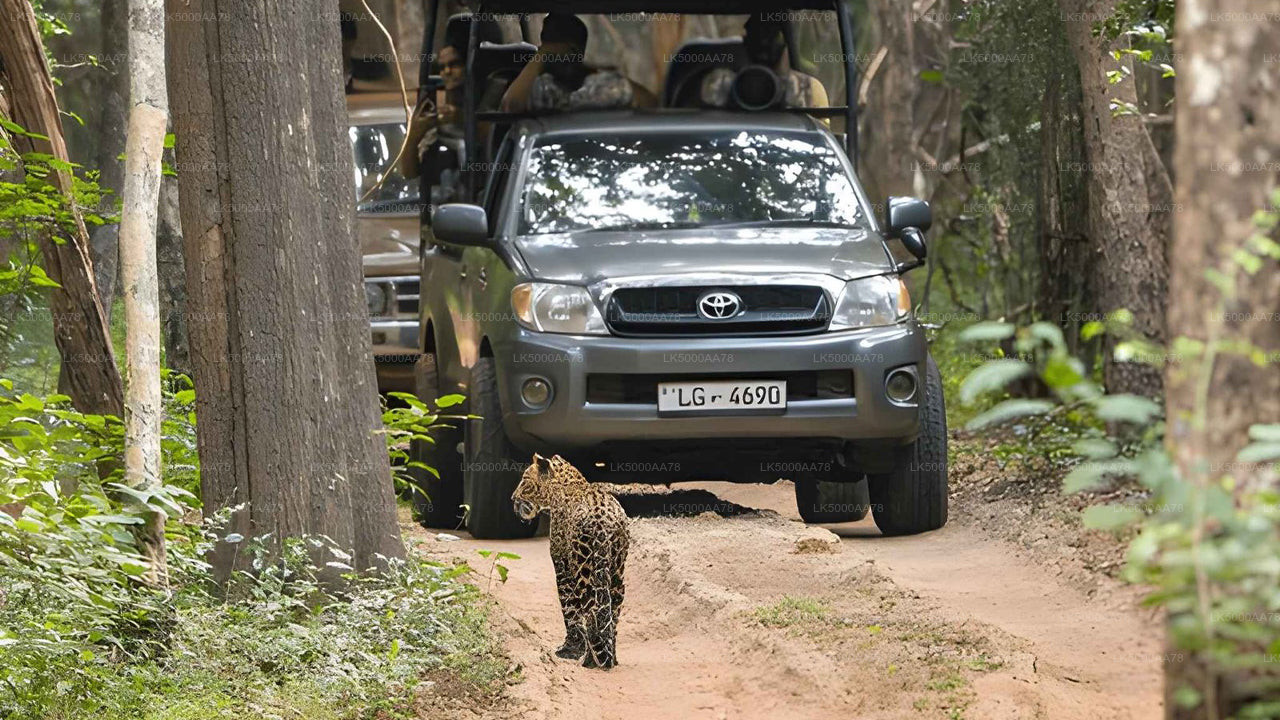 Private Safari im Wilpattu-Nationalpark