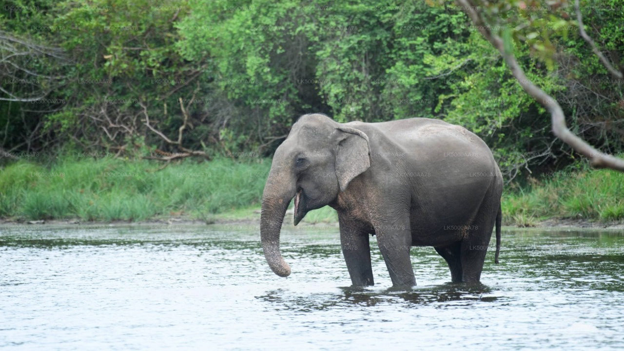 Private Safari im Wilpattu-Nationalpark