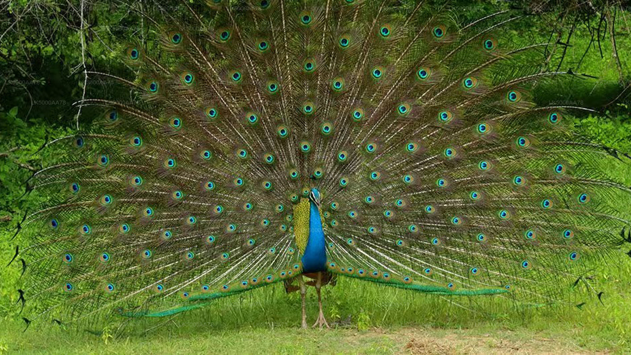 Private Safari im Wilpattu-Nationalpark