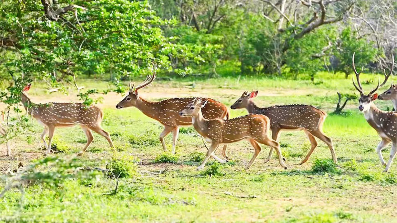 Private Safari im Wilpattu-Nationalpark