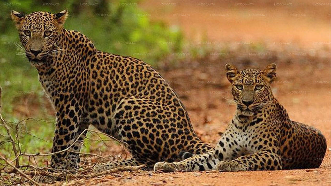 Private Safari im Wilpattu-Nationalpark