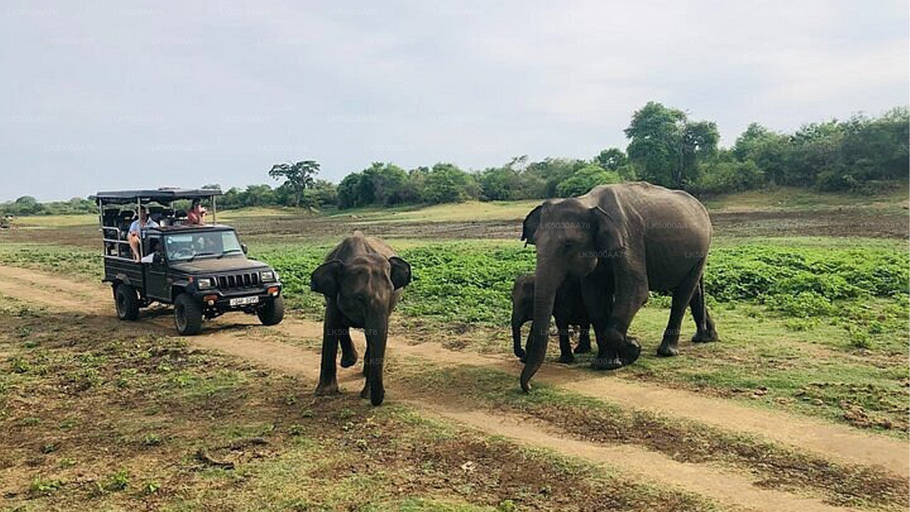 Private Safari im Wilpattu-Nationalpark