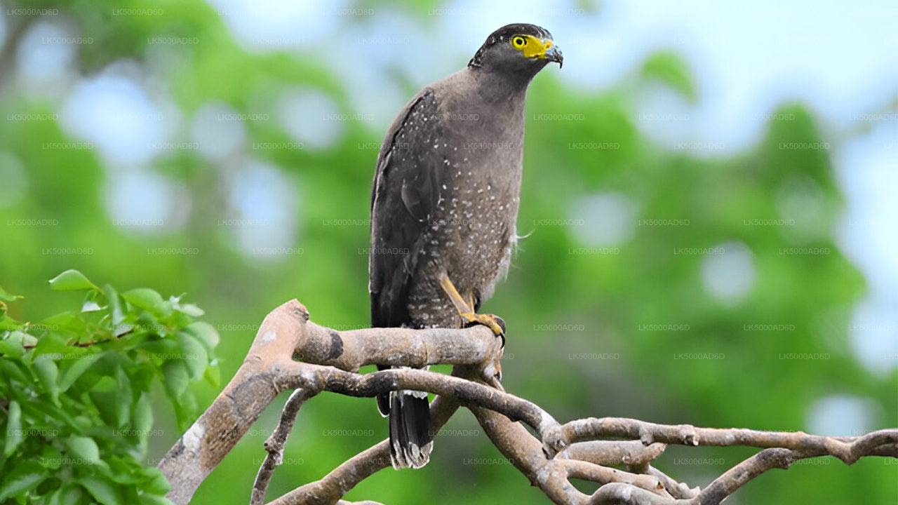Private Tour von Galle nach Ella mit Yala-Safari