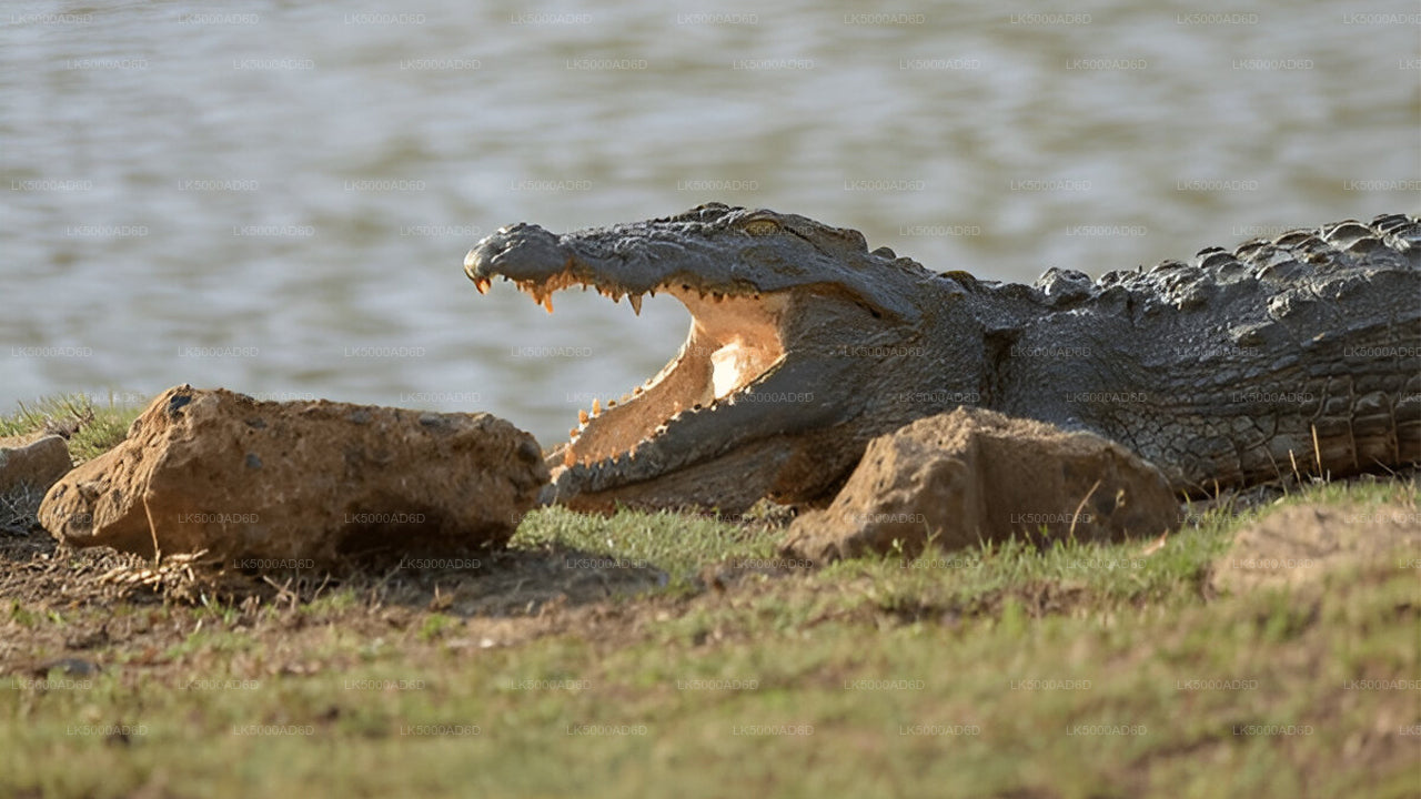 Private Tour von Galle nach Ella mit Yala-Safari