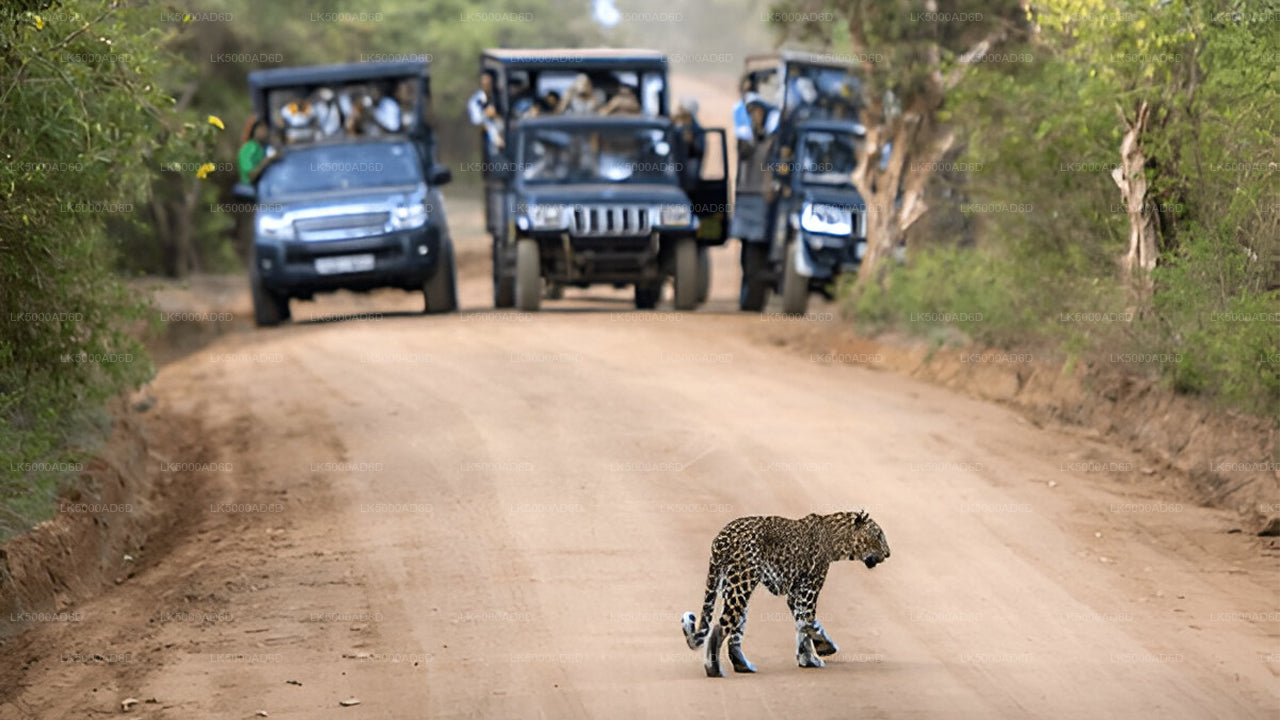 Private Tour von Galle nach Ella mit Yala-Safari
